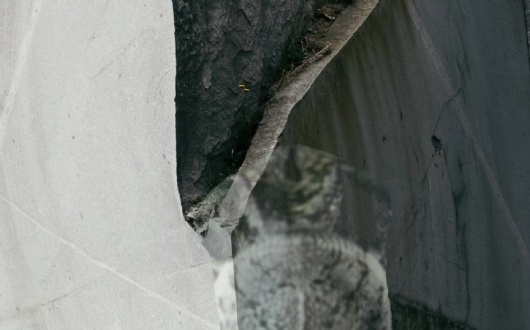 hameleon-an-you-see-me